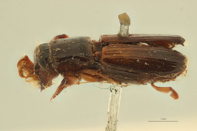 Diapus quadrispinatus t L Diapus quadrispinatus t L
