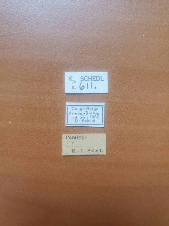 Doliopygus bitalei pt Labels