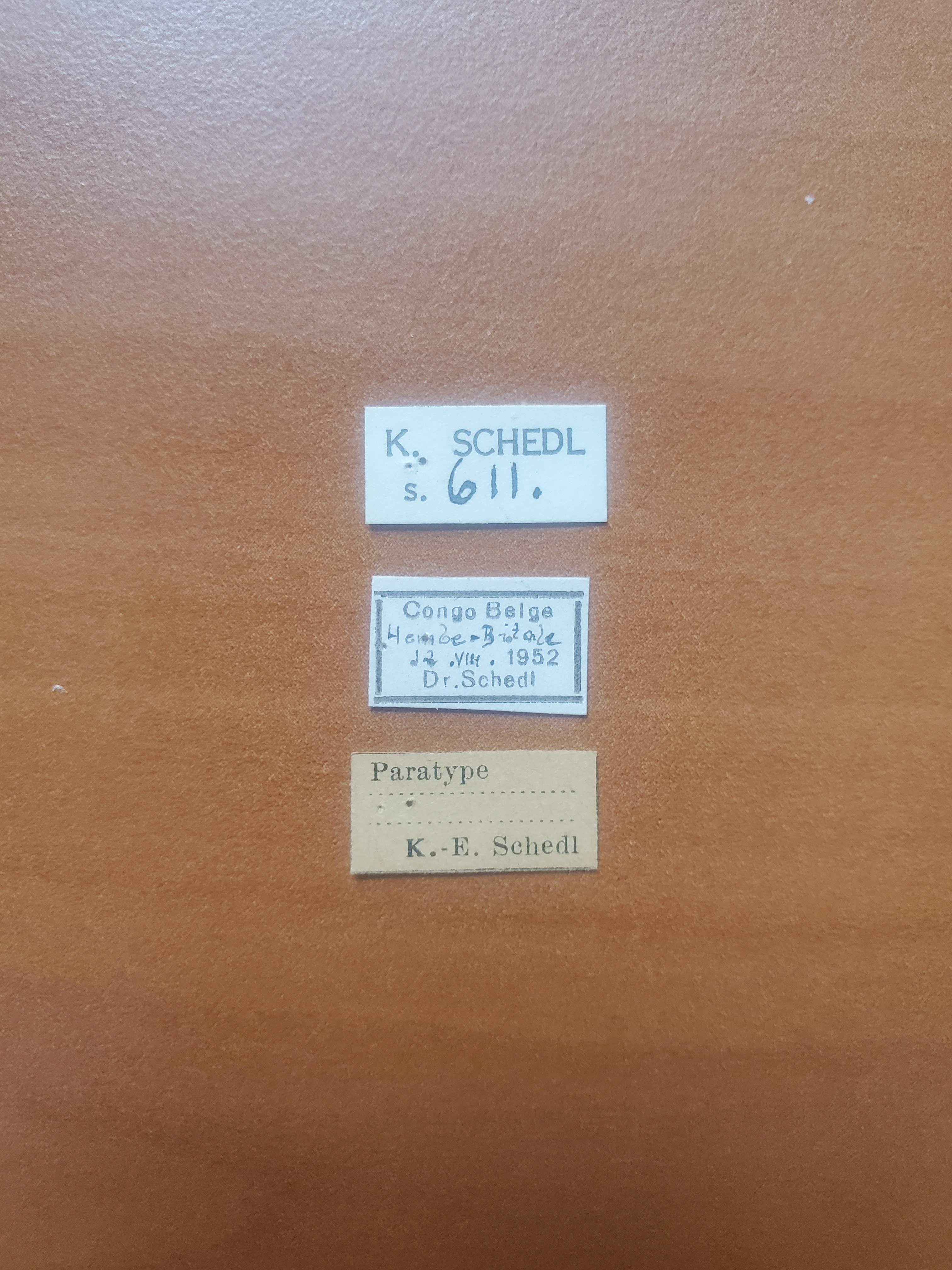 Doliopygus bitalei pt Labels