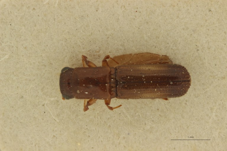 Doliopygus bitalei pt D