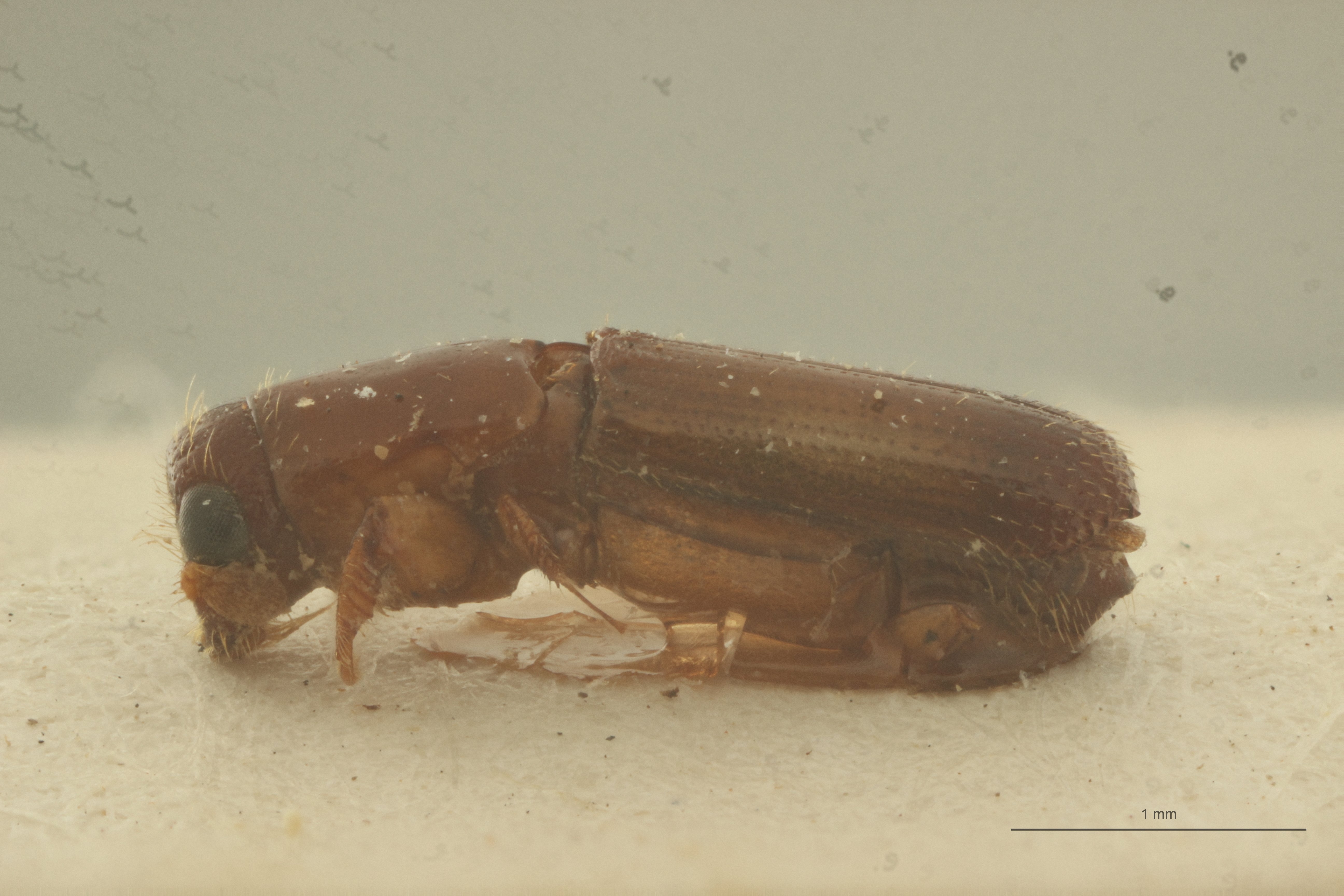 Doliopygus bitalei pt L