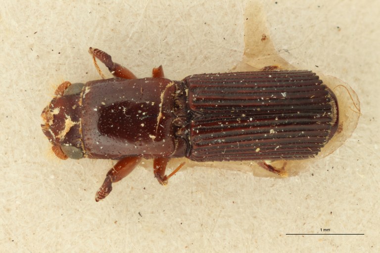 Doliopygus brevis breviusculus M pt D Doliopygus brevis breviusculus M pt D