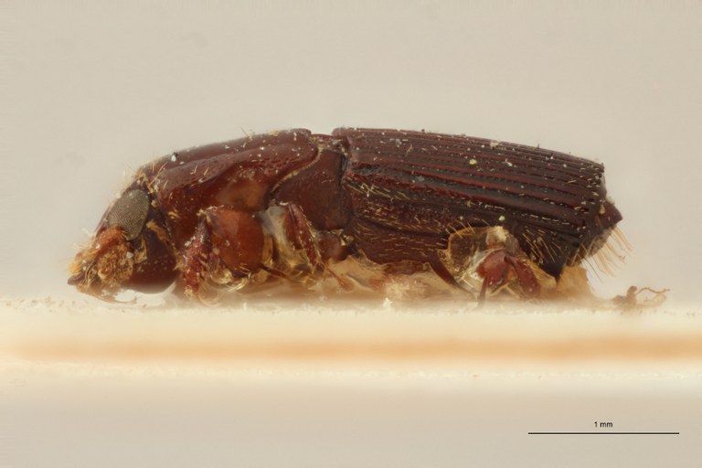 Doliopygus brevis breviusculus M pt L Doliopygus brevis breviusculus M pt L