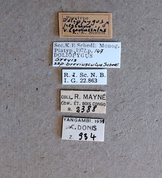 Doliopygus brevis breviusculus M pt Labels Doliopygus brevis breviusculus M pt Labels