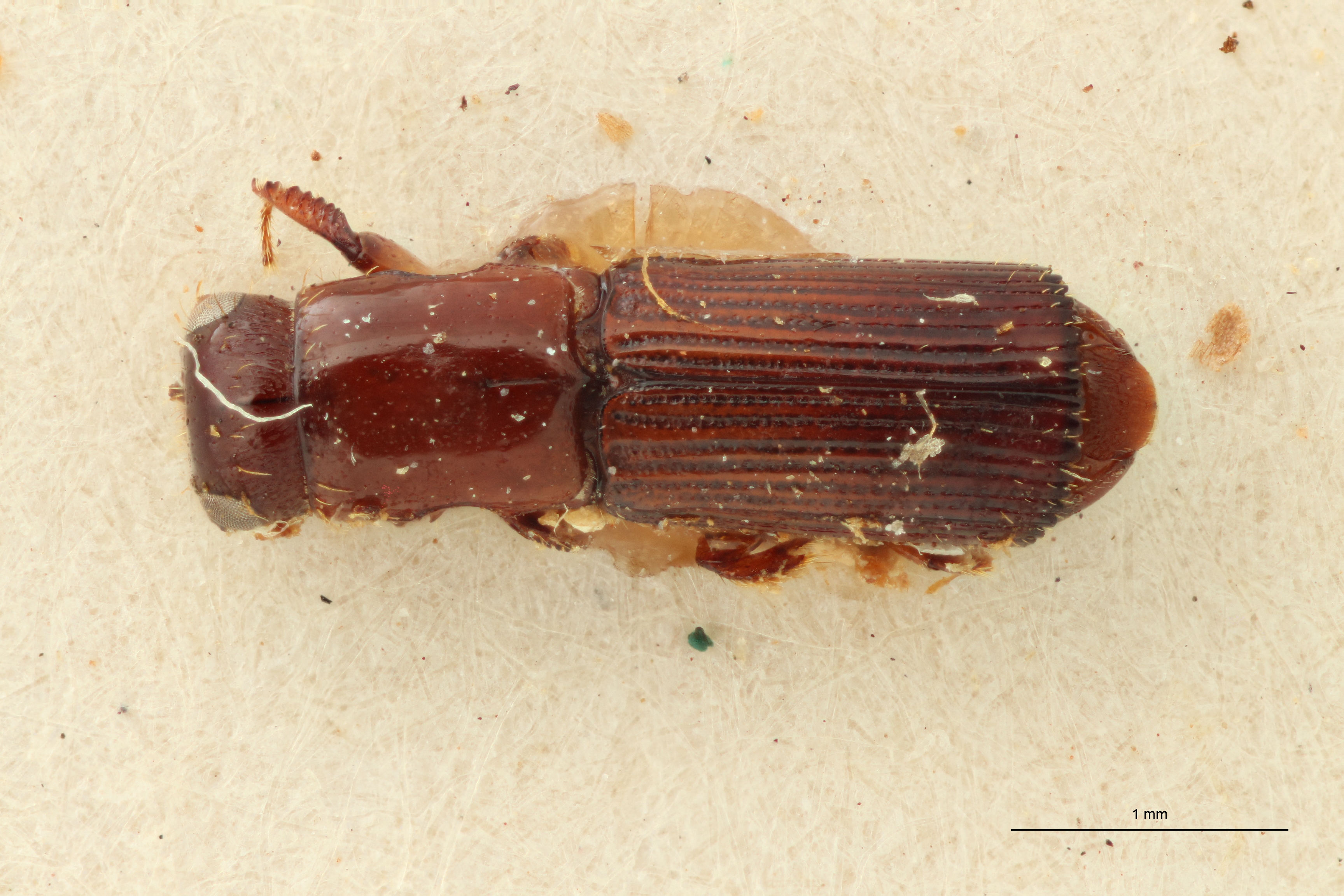 Doliopygus brevis interstitialis pt D