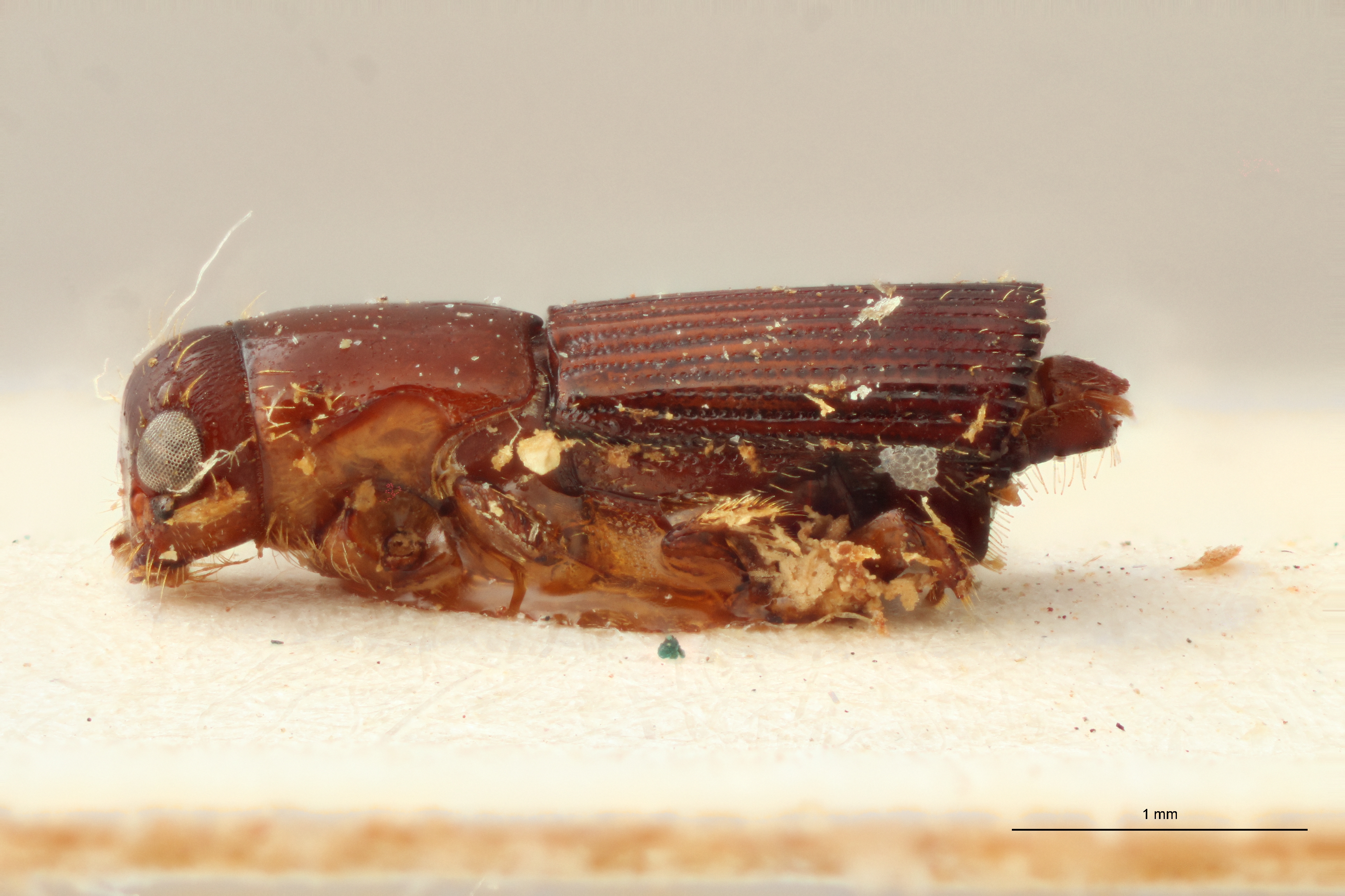 Doliopygus brevis interstitialis pt L