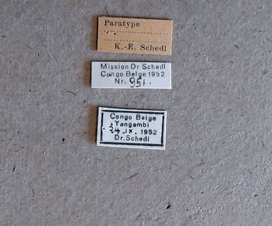 Doliopygus brevis interstitialis pt Labels