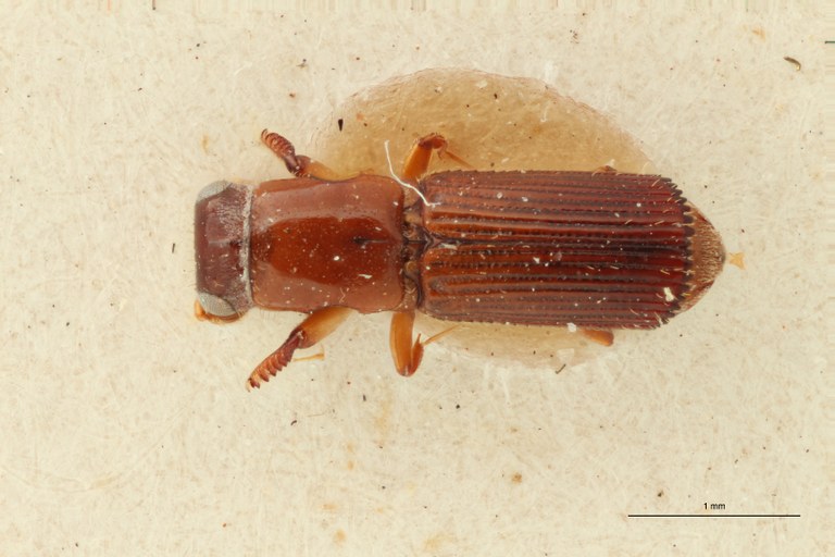 Doliopygus brevis medius pt D