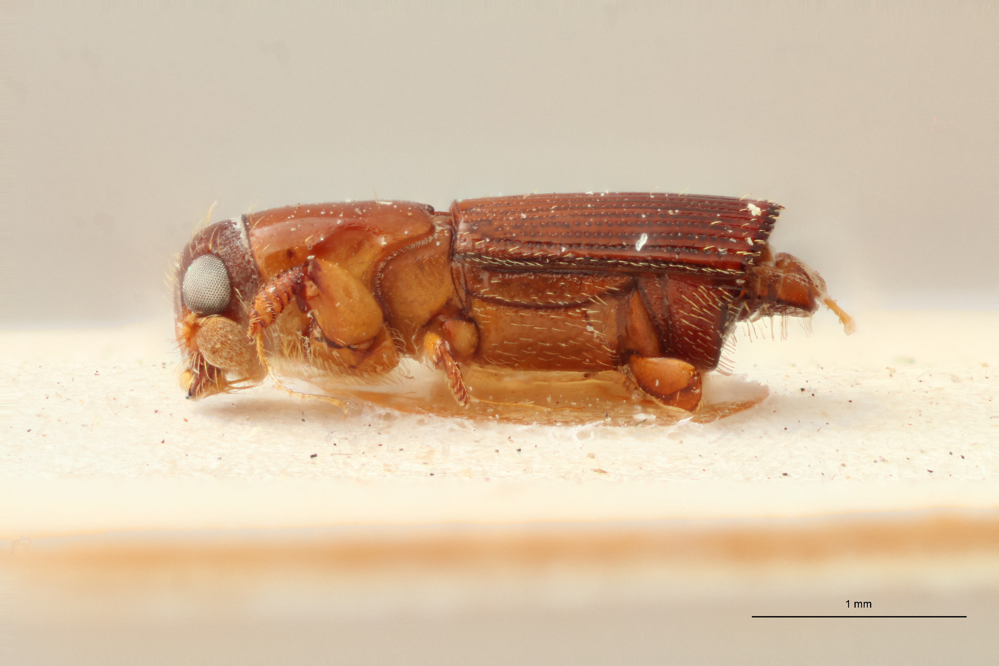 Doliopygus brevis medius pt L