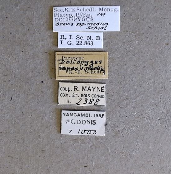 Doliopygus brevis medius pt Labels