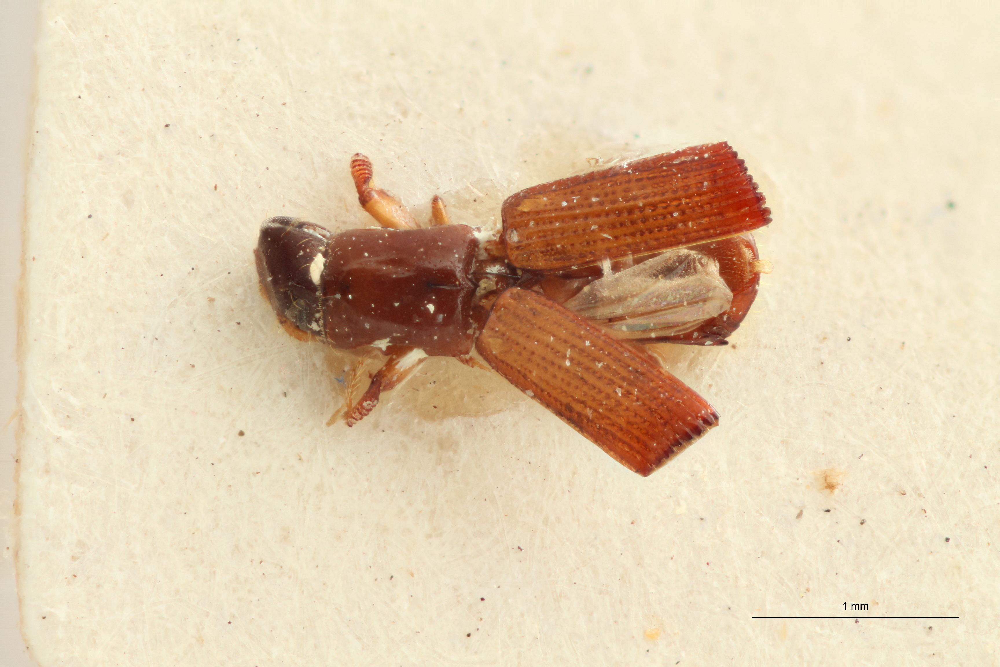 Doliopygus brevis minor M pt D