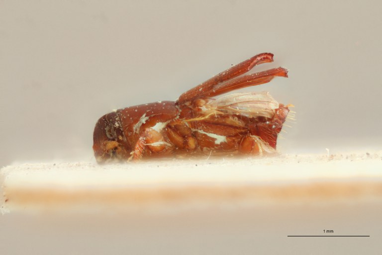 Doliopygus brevis minor M pt L Doliopygus brevis minor M pt L