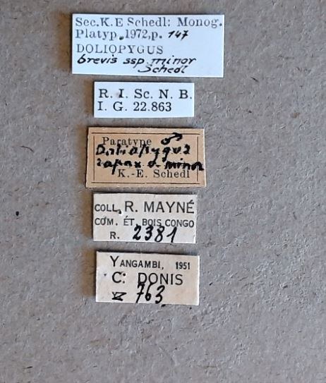 Doliopygus brevis minor M pt Labels Doliopygus brevis minor M pt Labels