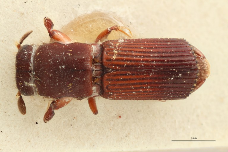 Doliopygus brevis perbrevis pt D