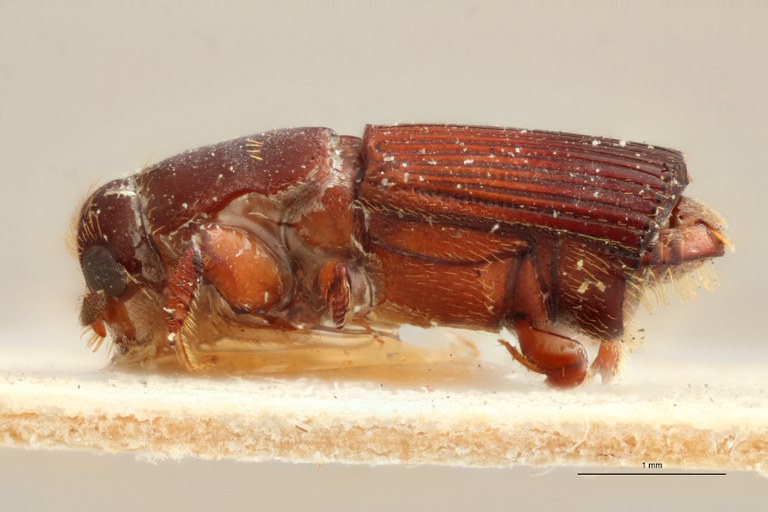 Doliopygus brevis perbrevis pt L