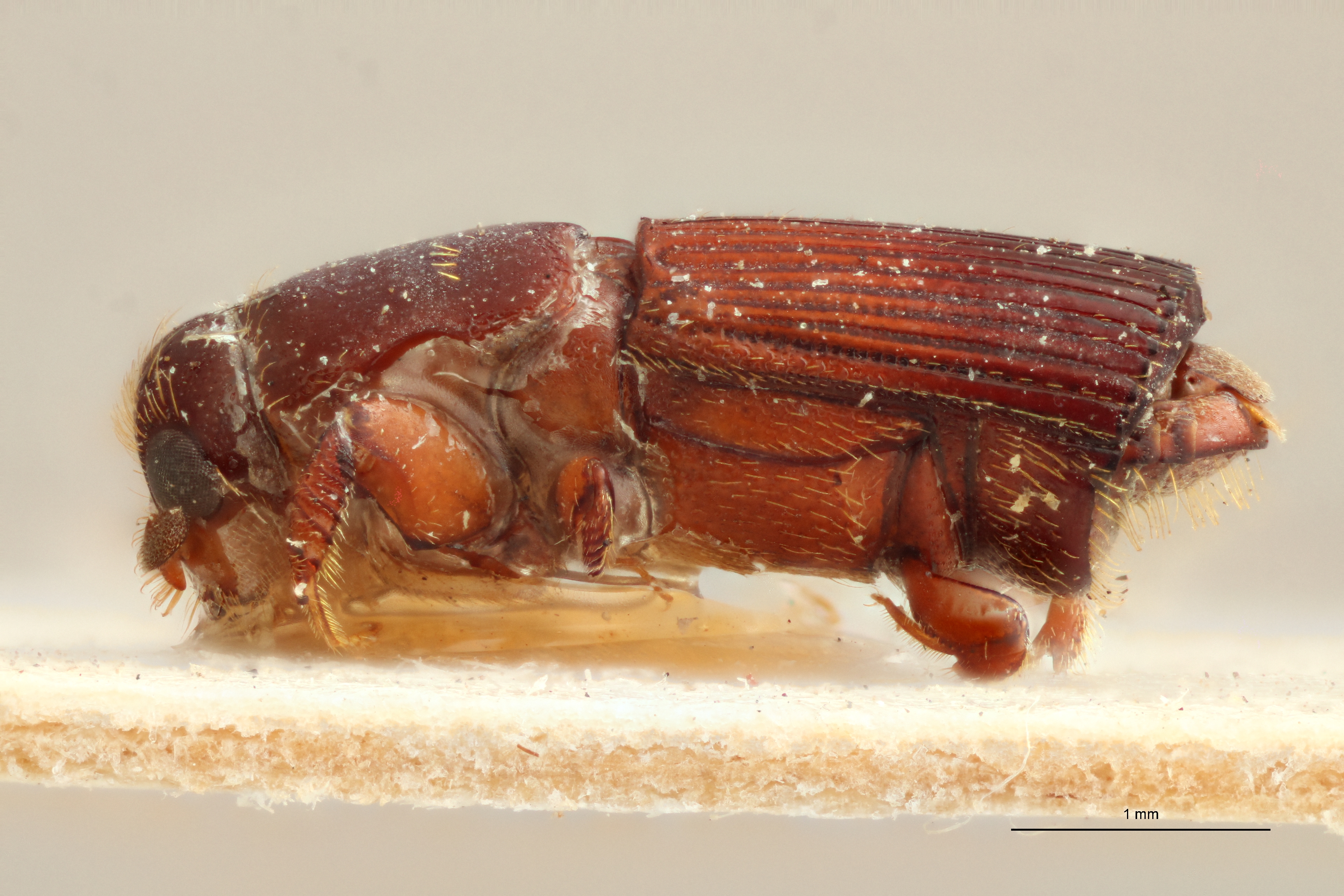 Doliopygus brevis perbrevis pt L