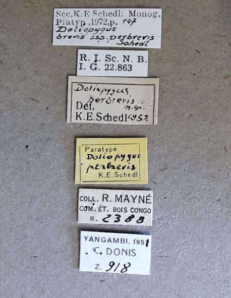 Doliopygus brevis perbrevis pt Labels