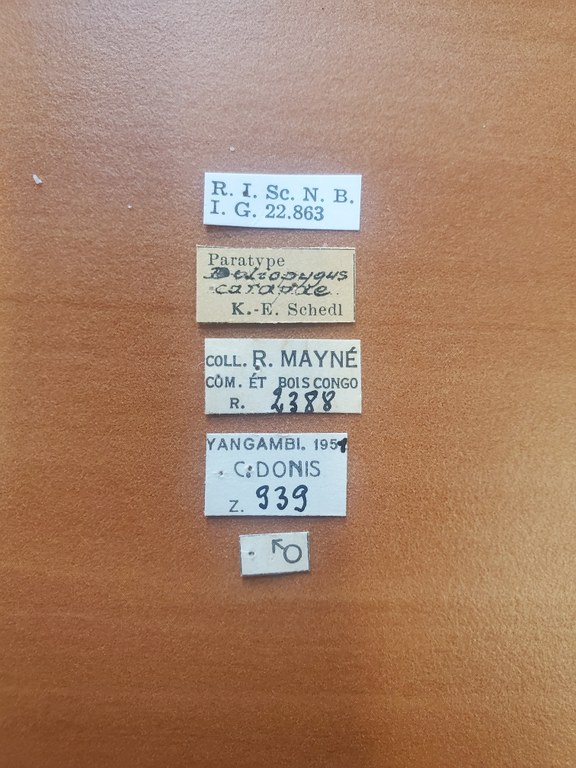 Doliopygus carapae M pt Labels Doliopygus carapae M pt Labels