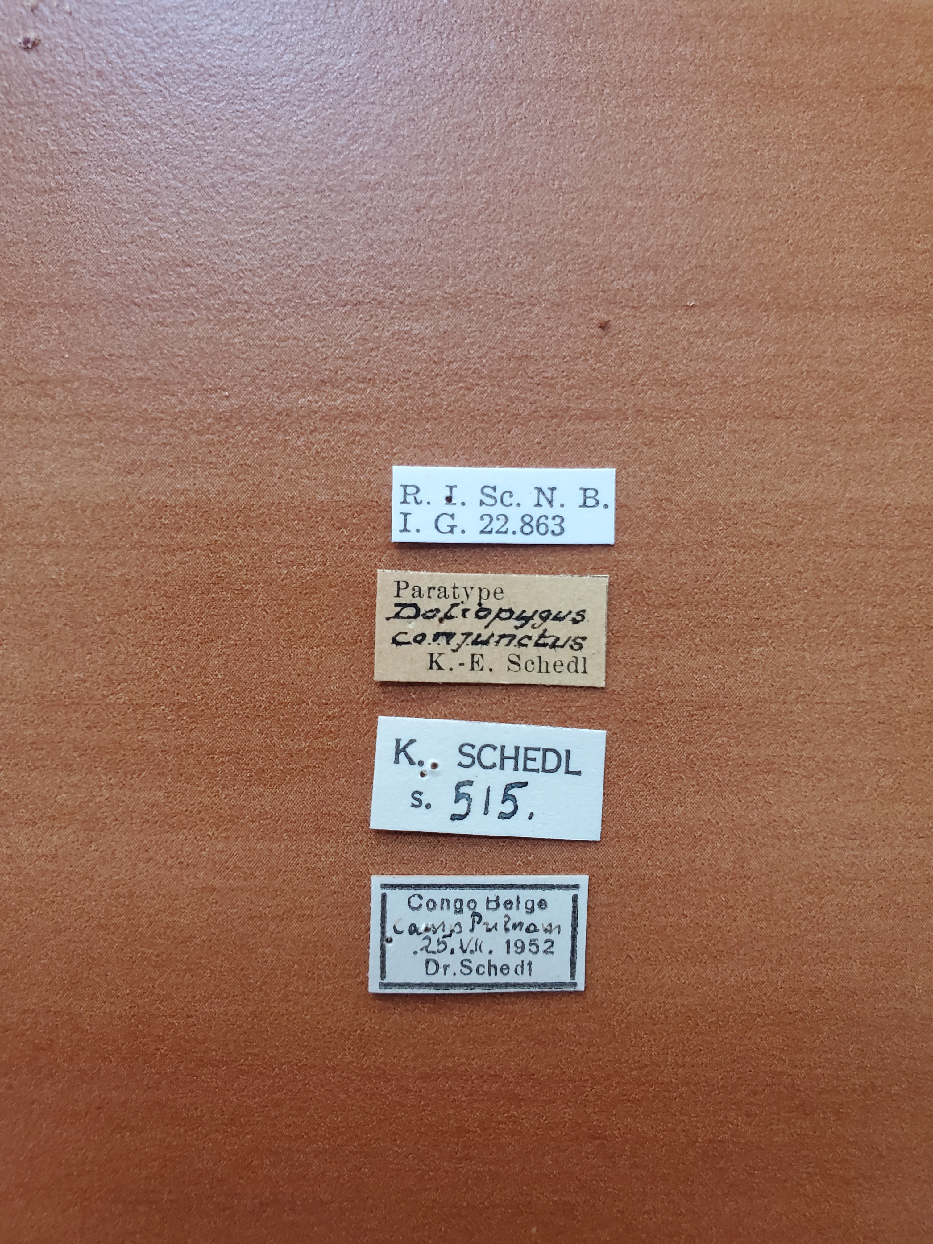 Doliopygus conjunctus pt Labels