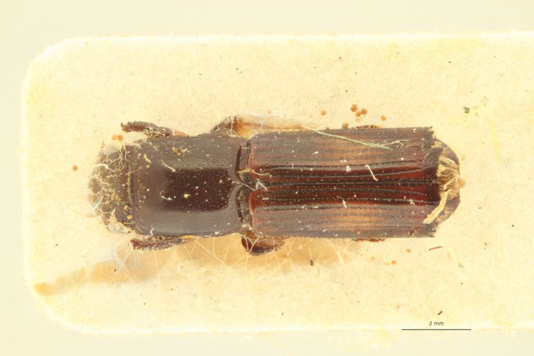 Doliopygus conjunctus pt D