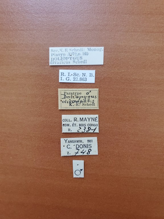 Doliopygus divaricus M pt Labels Doliopygus divaricus M pt Labels