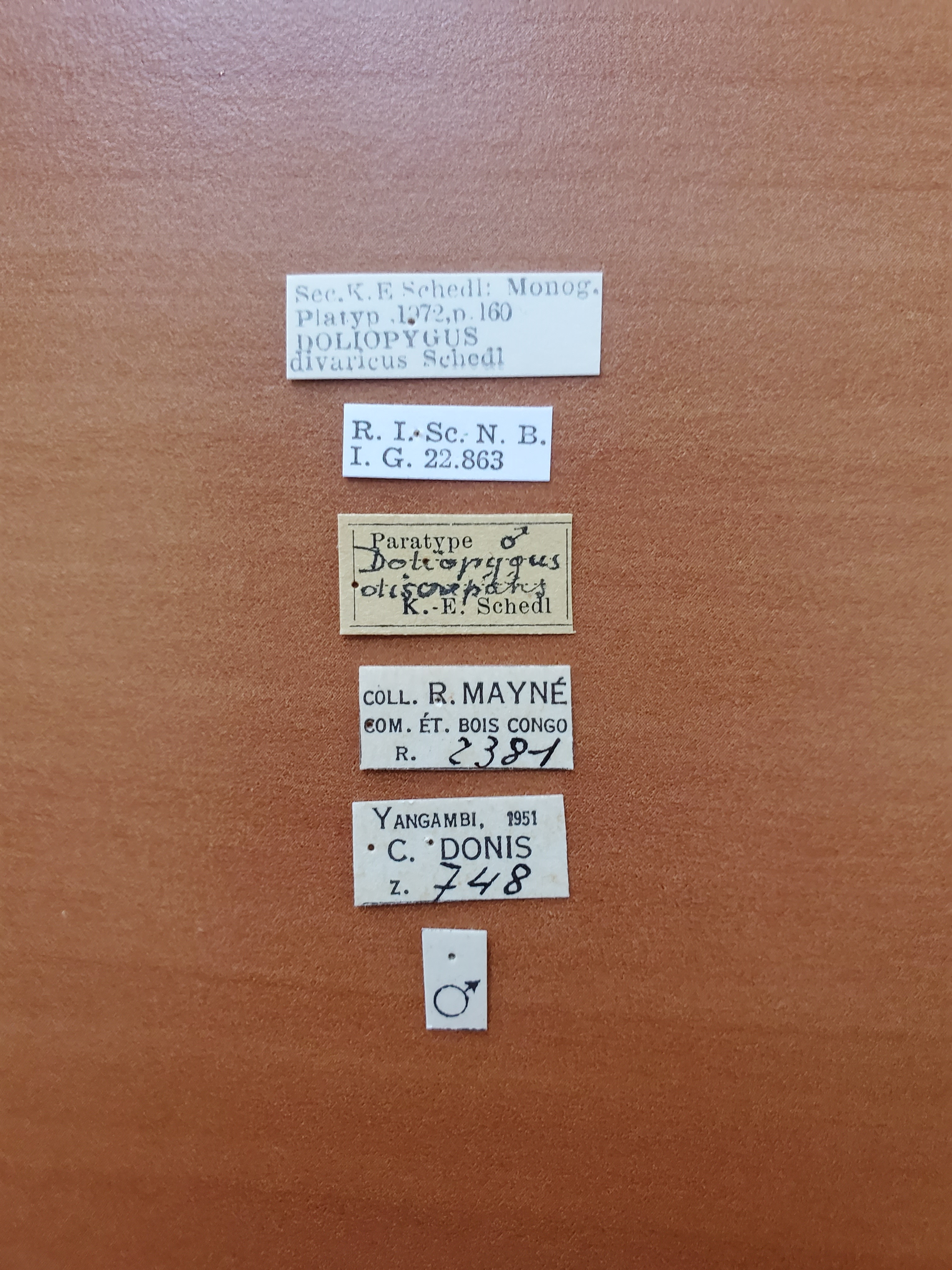 Doliopygus divaricus M pt Labels
