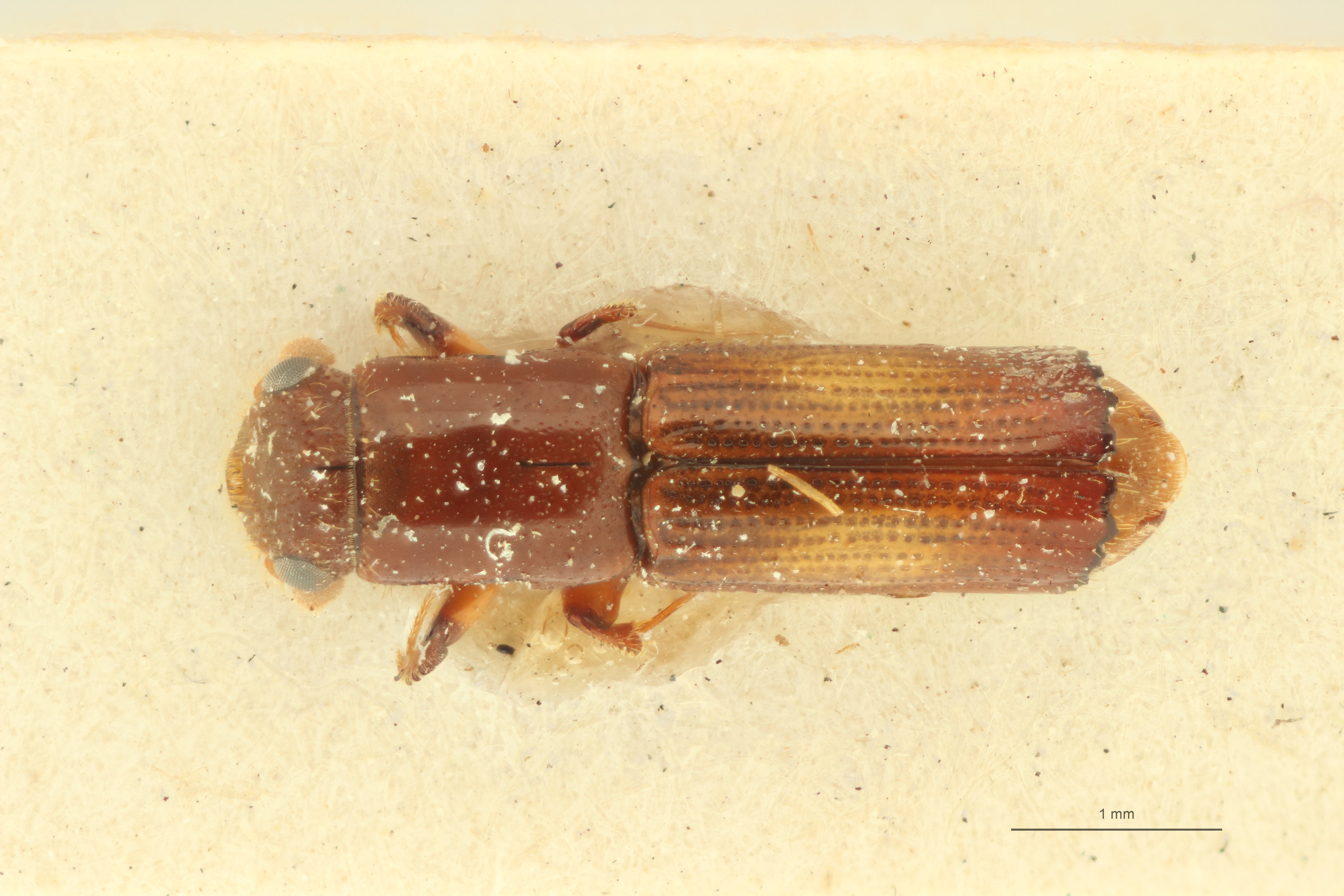 Doliopygus divaricus M pt D