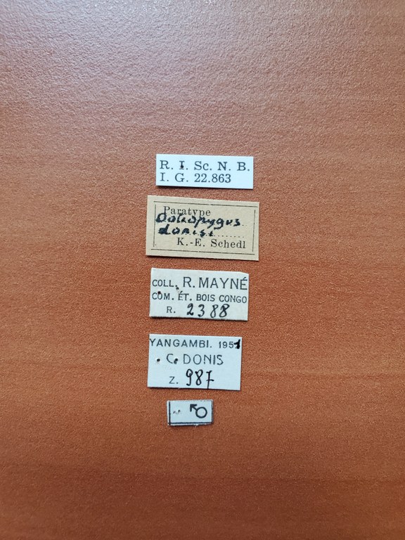Doliopygus domisi M pt Labels Doliopygus domisi M pt Labels