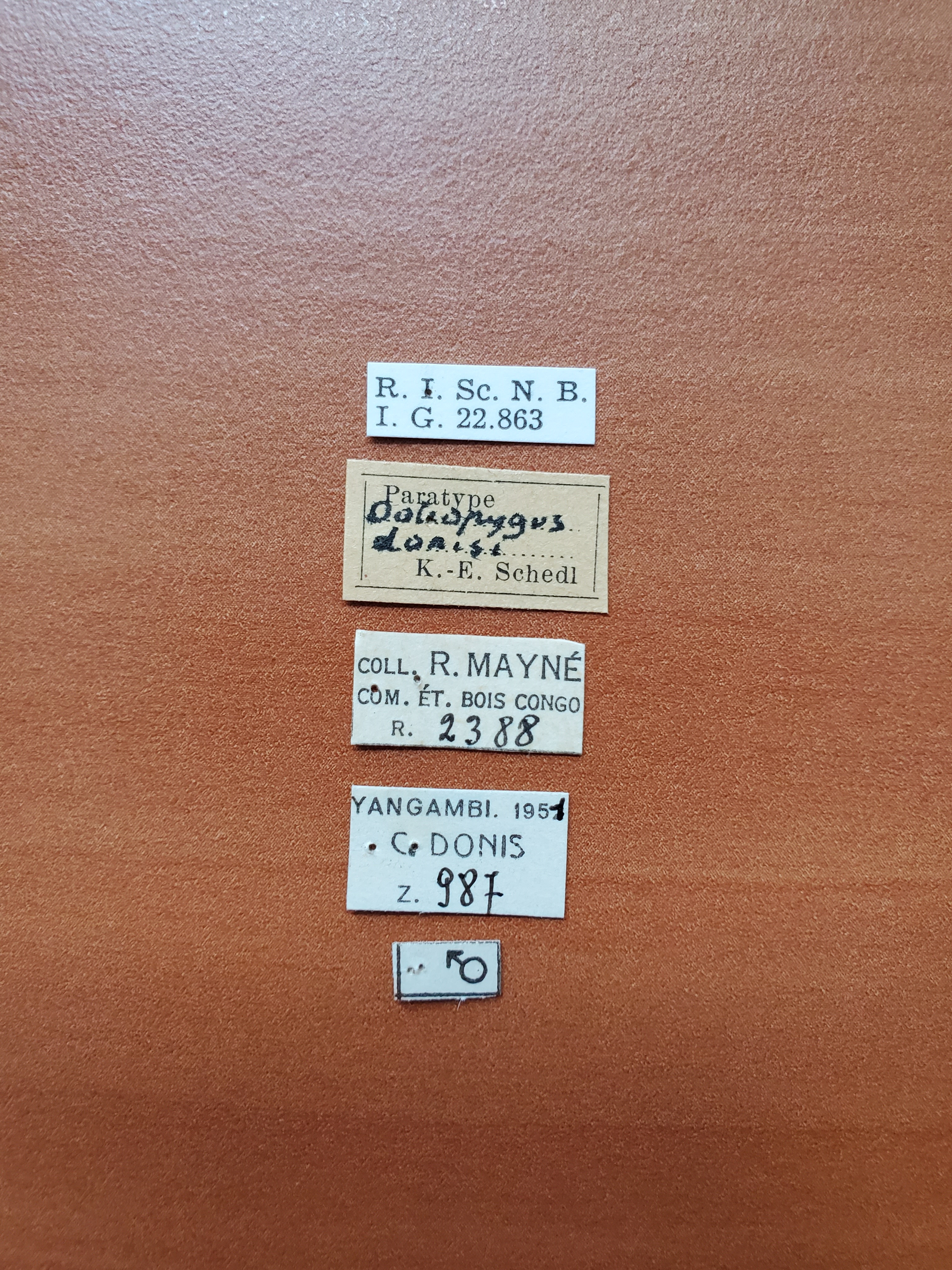 Doliopygus domisi M pt Labels