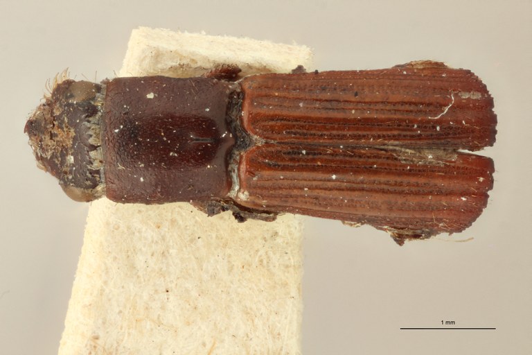 Doliopygus erichsoni t D