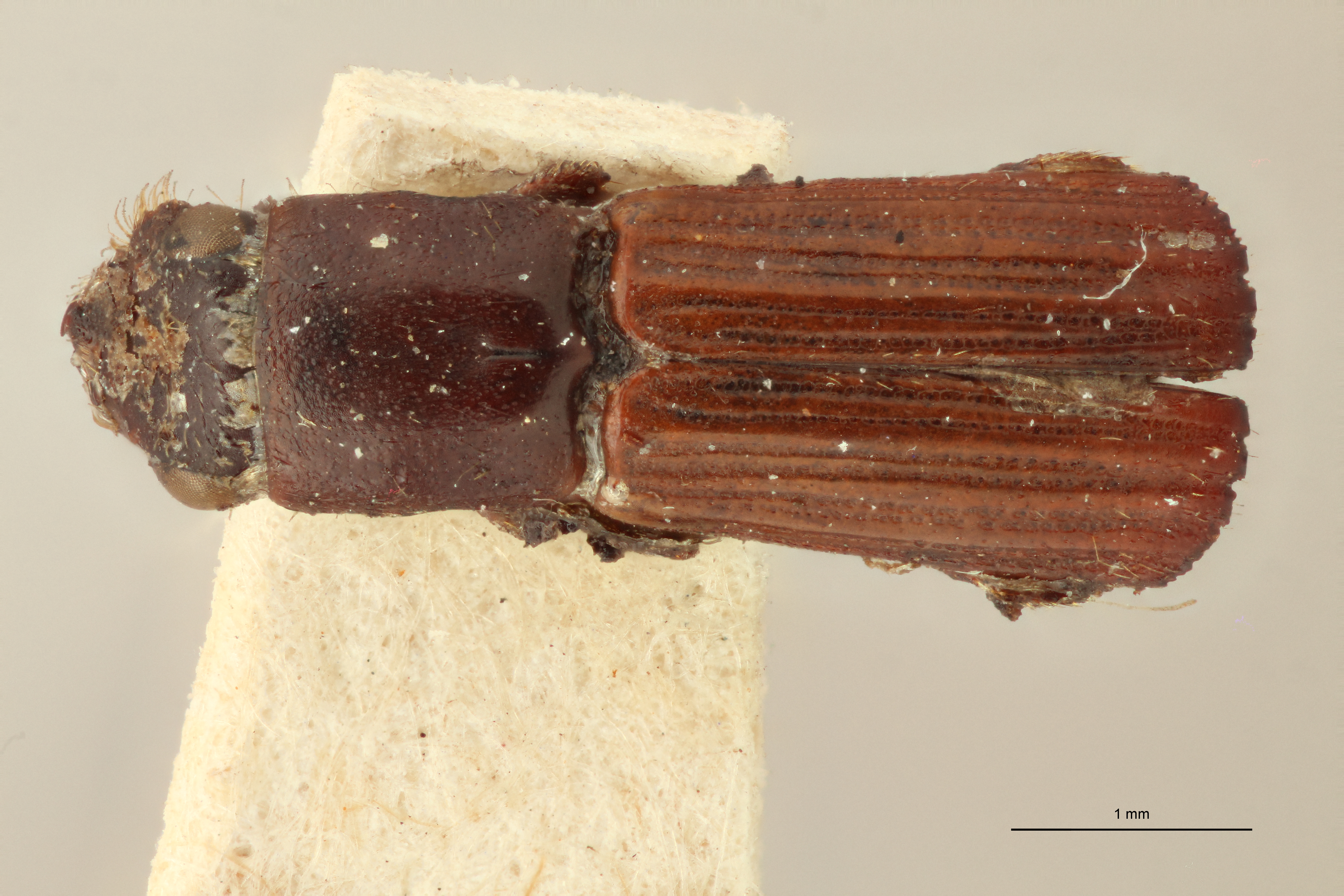 Doliopygus erichsoni t D