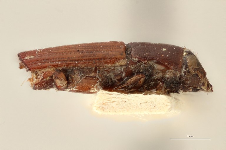 Doliopygus erichsoni t L