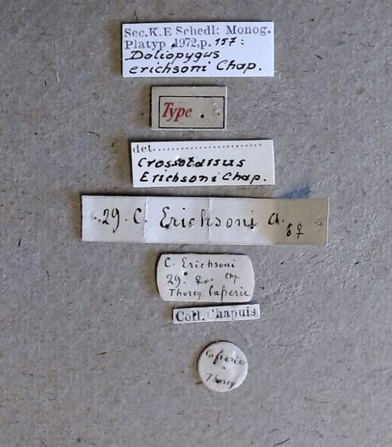 Doliopygus erichsoni t Labels