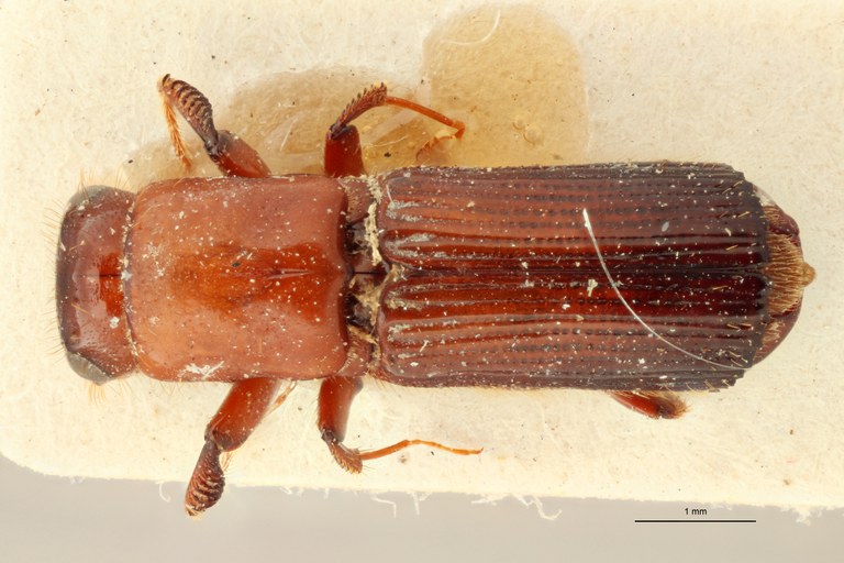 Doliopygus expletus M pt D Doliopygus expletus M pt D