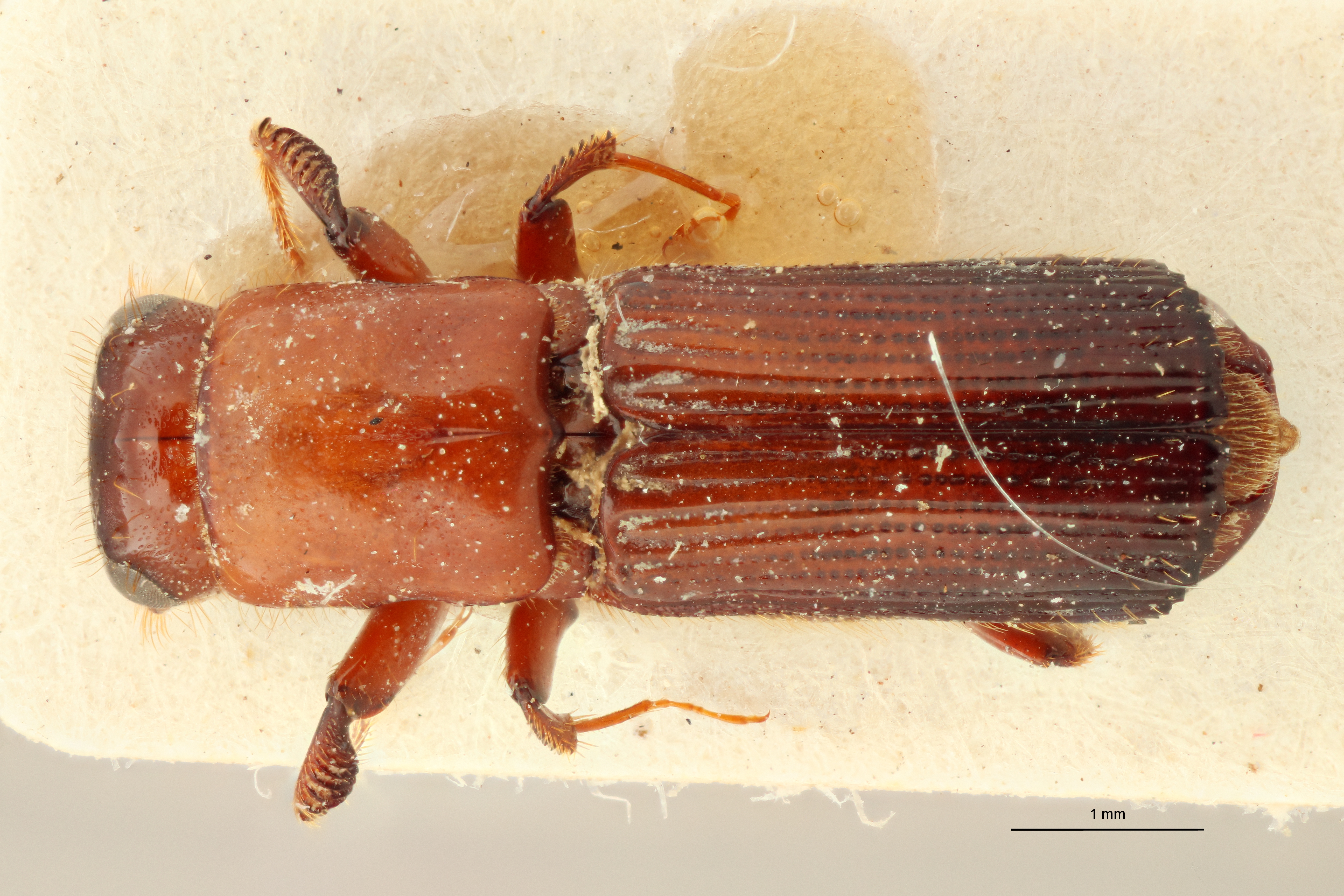 Doliopygus expletus M pt D