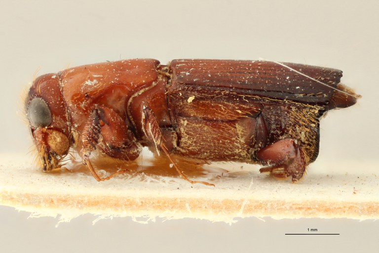 Doliopygus expletus M pt L Doliopygus expletus M pt L