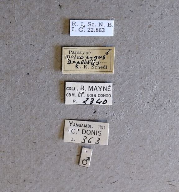 Doliopygus expletus M pt Labels Doliopygus expletus M pt Labels