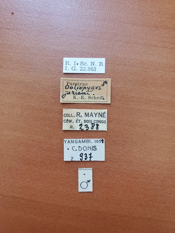 Doliopygus jurioni M pt Labels Doliopygus jurioni M pt Labels