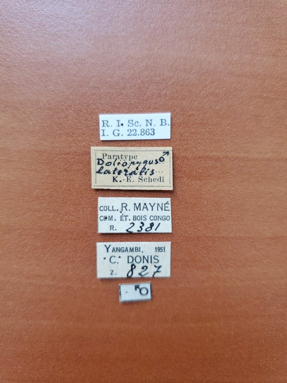 Doliopygus lateralis M pt Labels