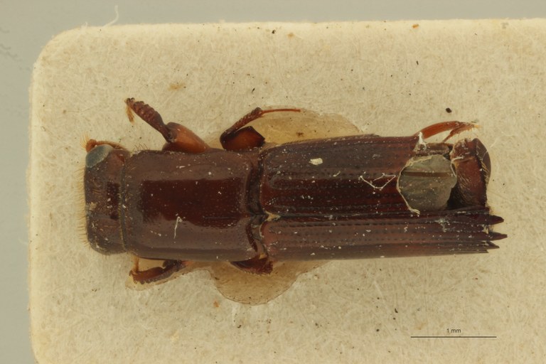 Doliopygus lateralis M pt D Doliopygus lateralis M pt D