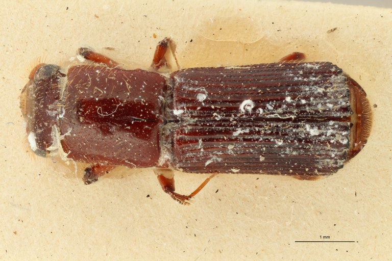 Doliopygus lebruni M pt D Doliopygus lebruni M pt D