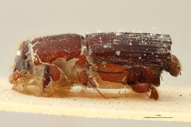 Doliopygus lebruni M pt L Doliopygus lebruni M pt L