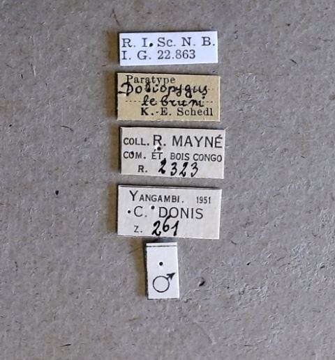 Doliopygus lebruni M pt Labels Doliopygus lebruni M pt Labels