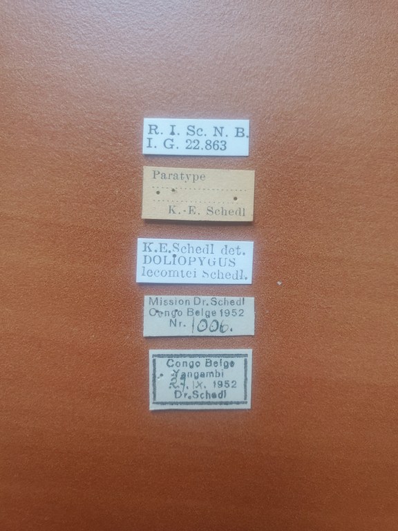 Doliopygus lecomtei pt Labels