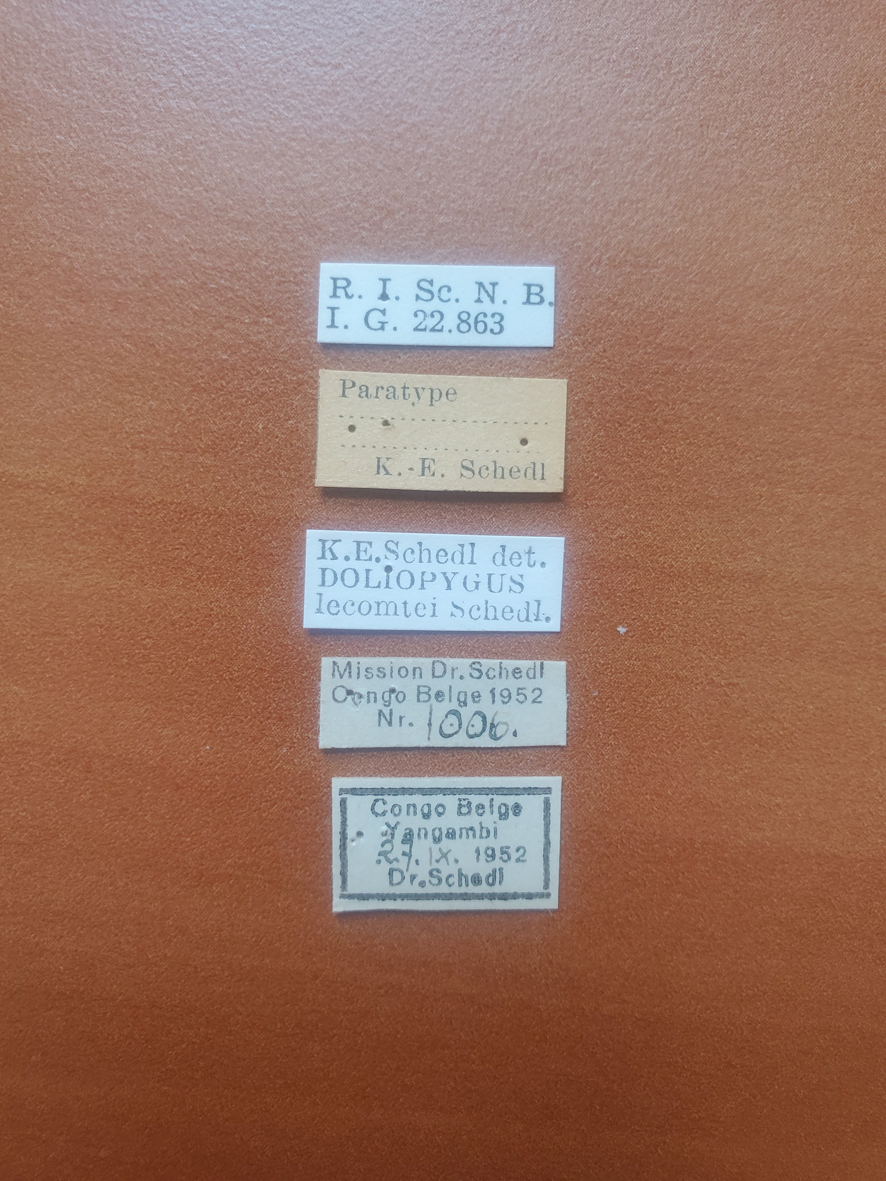 Doliopygus lecomtei pt Labels