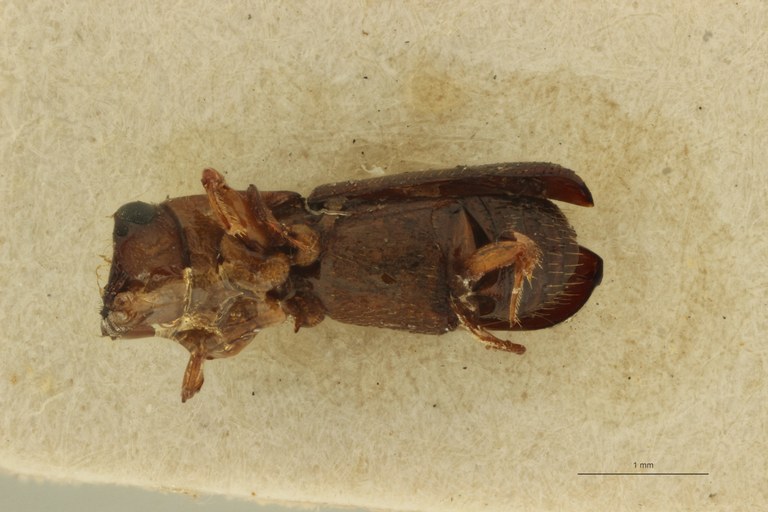 Doliopygus lecomtei pt V