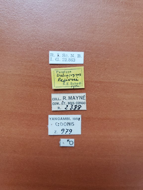 Doliopygus lefevrei M pt Labels Doliopygus lefevrei M pt Labels