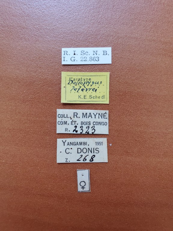 Doliopygus lefevrei F pt Labels Doliopygus lefevrei F pt Labels