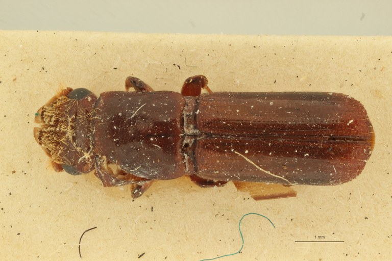 Doliopygus lefevrei F pt D Doliopygus lefevrei F pt D