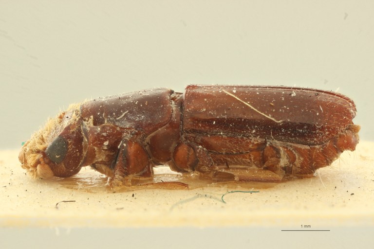 Doliopygus lefevrei F pt L Doliopygus lefevrei F pt L